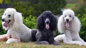 Порода кучета royal poodle: външен вид, характер